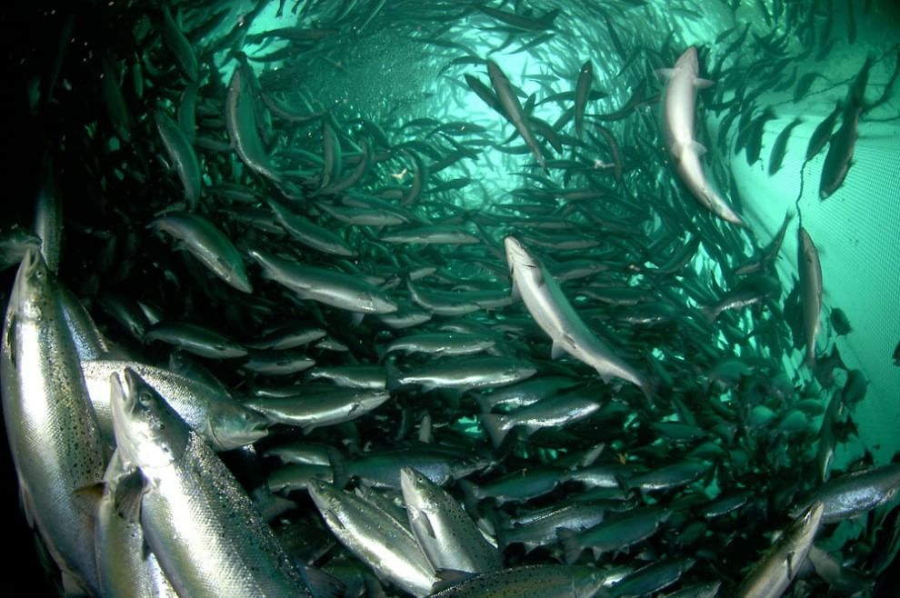 Ambiente e ecosistema vittime dello spreco alimentare
