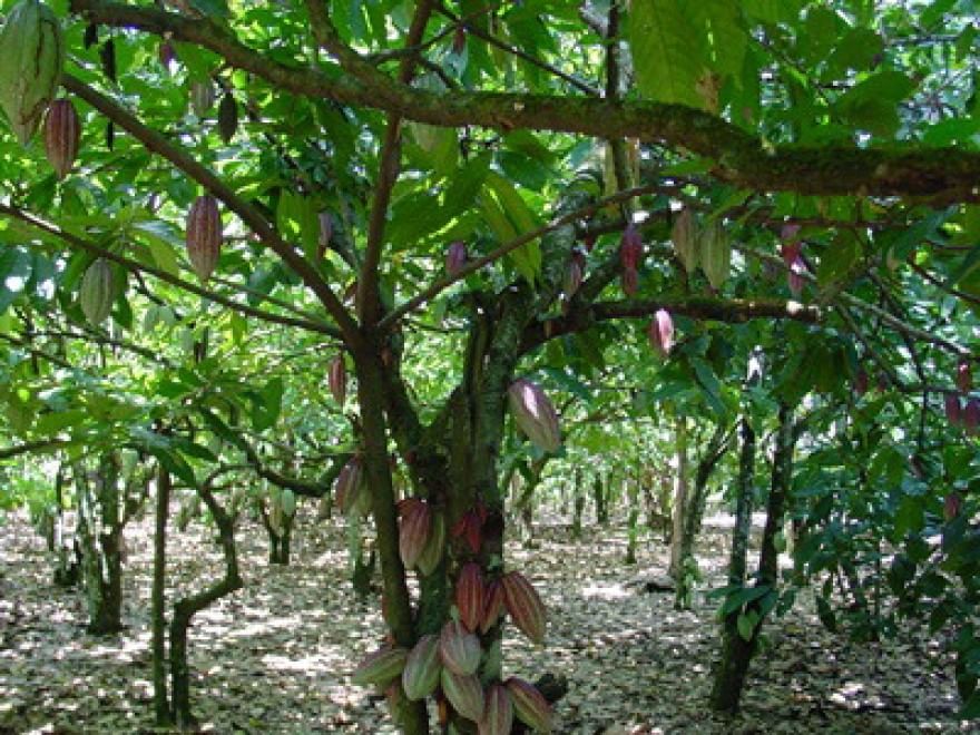 A San Valentino i regali amano la natura