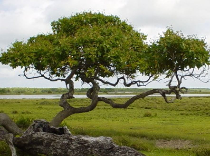 A San Valentino i regali amano la natura
