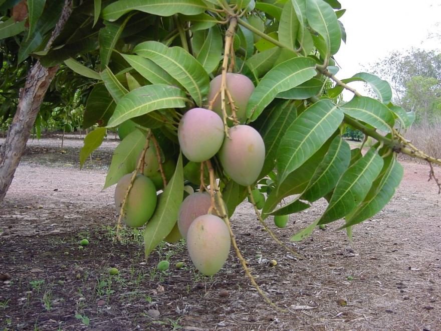 A San Valentino i regali amano la natura