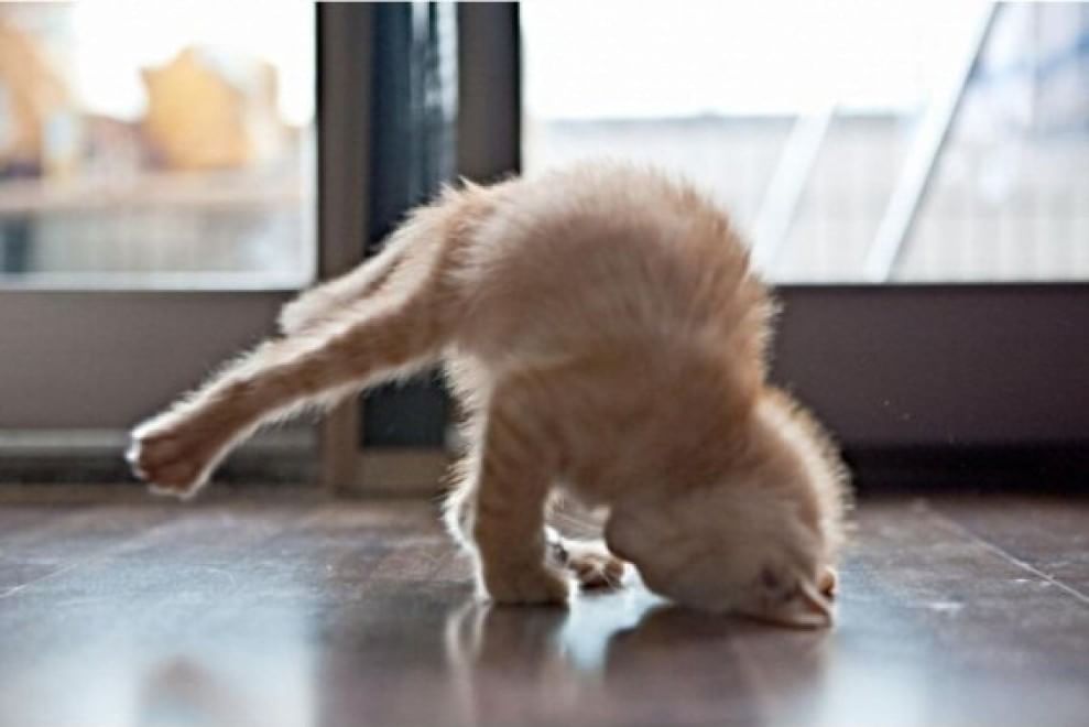 Meditazione a quattro zampe: i gatti fanno yoga&nbsp;