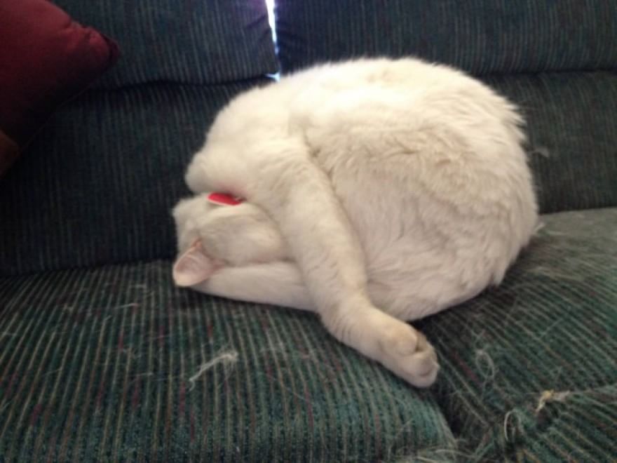 Meditazione a quattro zampe: i gatti fanno yoga&nbsp;