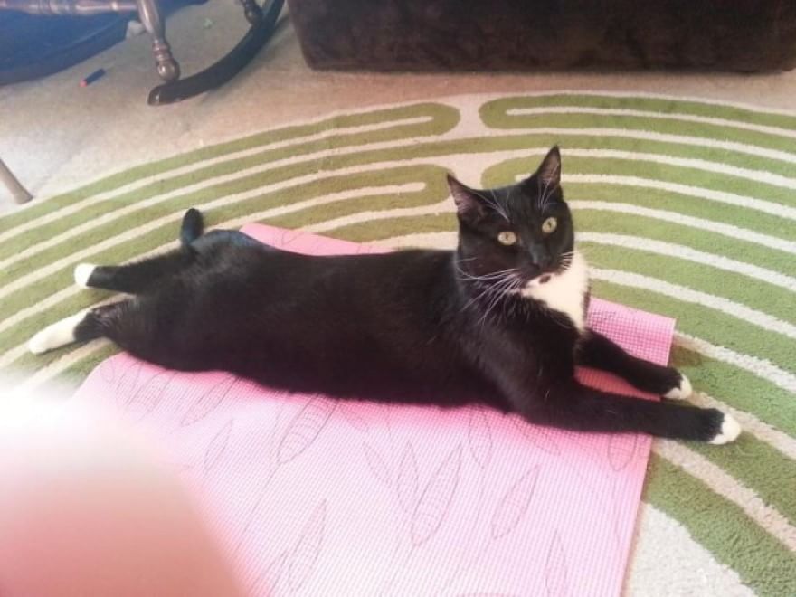 Meditazione a quattro zampe: i gatti fanno yoga&nbsp;