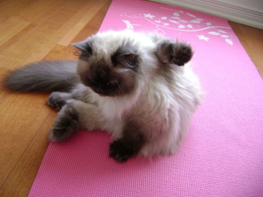 Meditazione a quattro zampe: i gatti fanno yoga&nbsp;