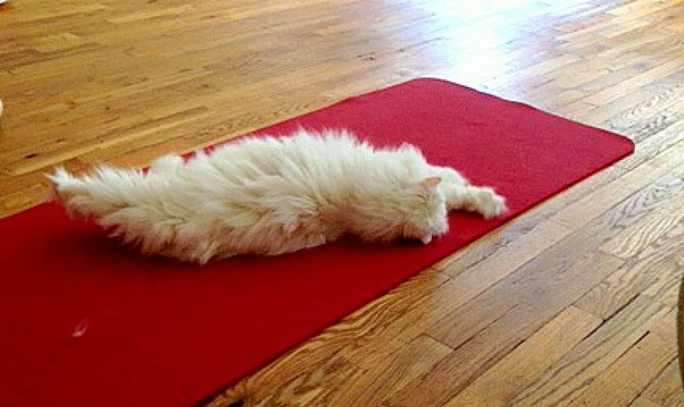 Meditazione a quattro zampe: i gatti fanno yoga&nbsp;