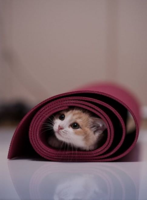 Meditazione a quattro zampe: i gatti fanno yoga&nbsp;