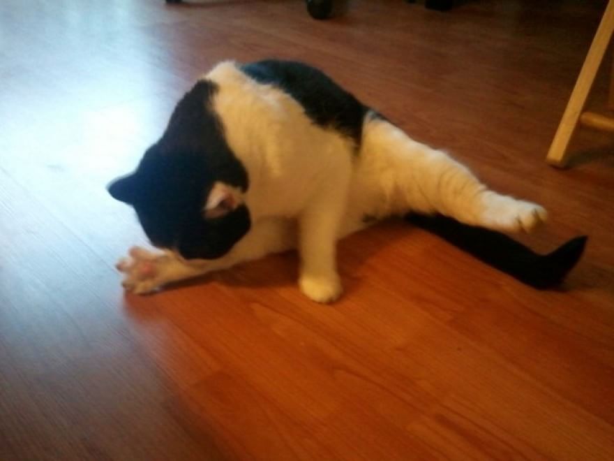 Meditazione a quattro zampe: i gatti fanno yoga&nbsp;