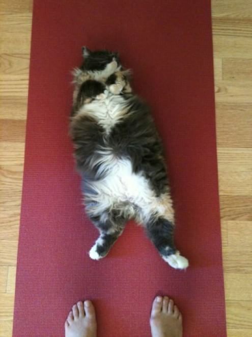 Meditazione a quattro zampe: i gatti fanno yoga&nbsp;