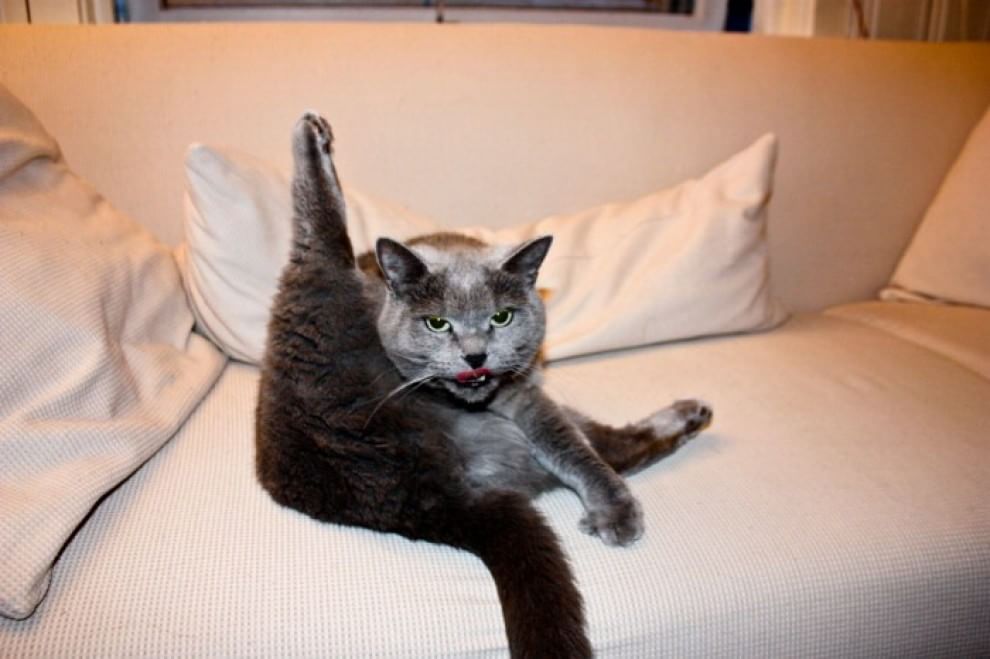 Meditazione a quattro zampe: i gatti fanno yoga&nbsp;