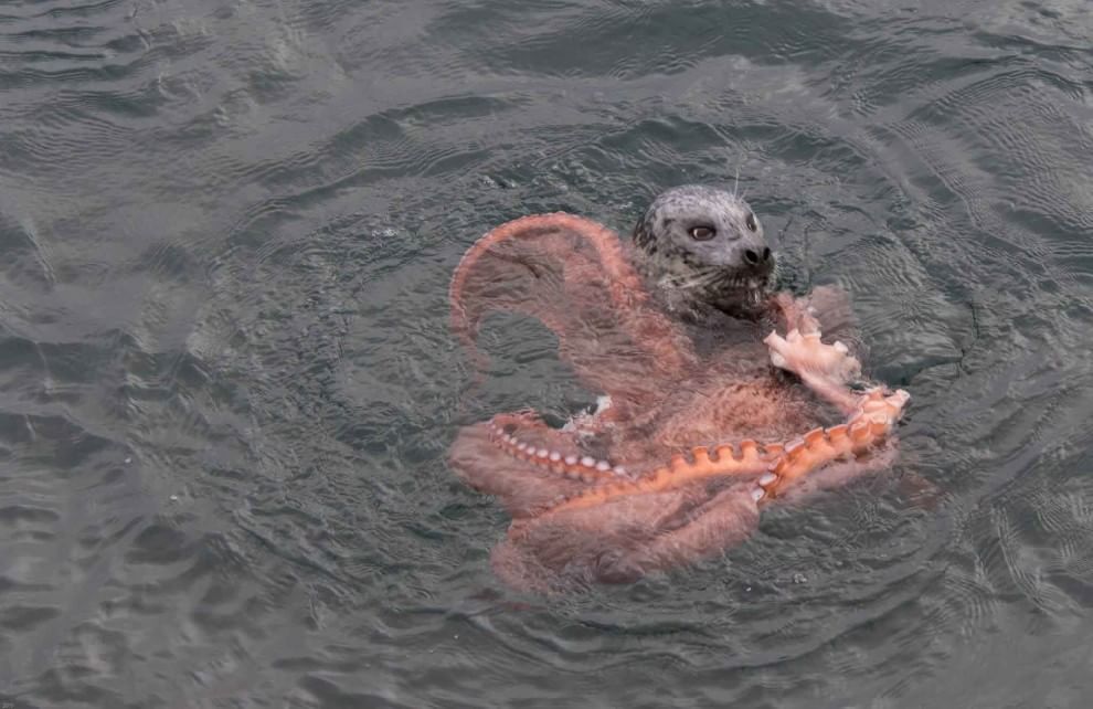 Canada, battaglia in mare: la foca sconfigge la piovra