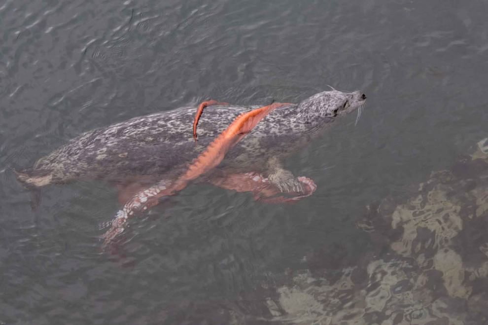 Canada, battaglia in mare: la foca sconfigge la piovra