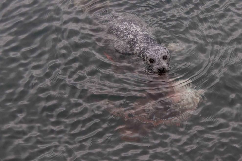 Canada, battaglia in mare: la foca sconfigge la piovra