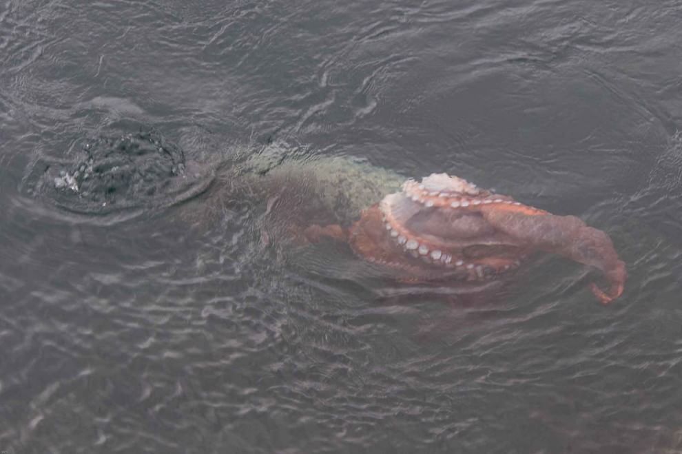 Canada, battaglia in mare: la foca sconfigge la piovra