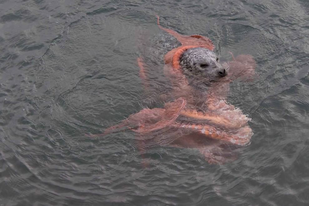 Canada, battaglia in mare: la foca sconfigge la piovra