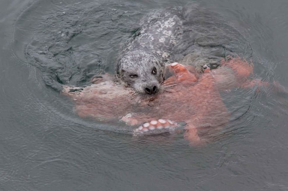 Canada, battaglia in mare: la foca sconfigge la piovra