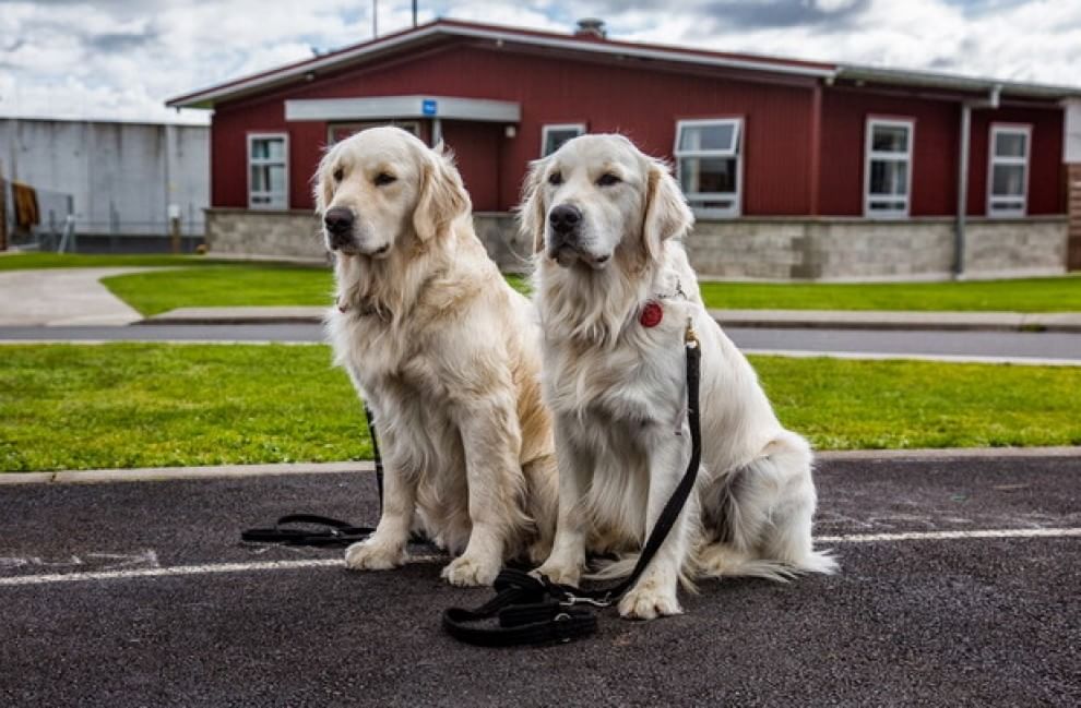 Lavori da cani: eroi a quattro zampe
