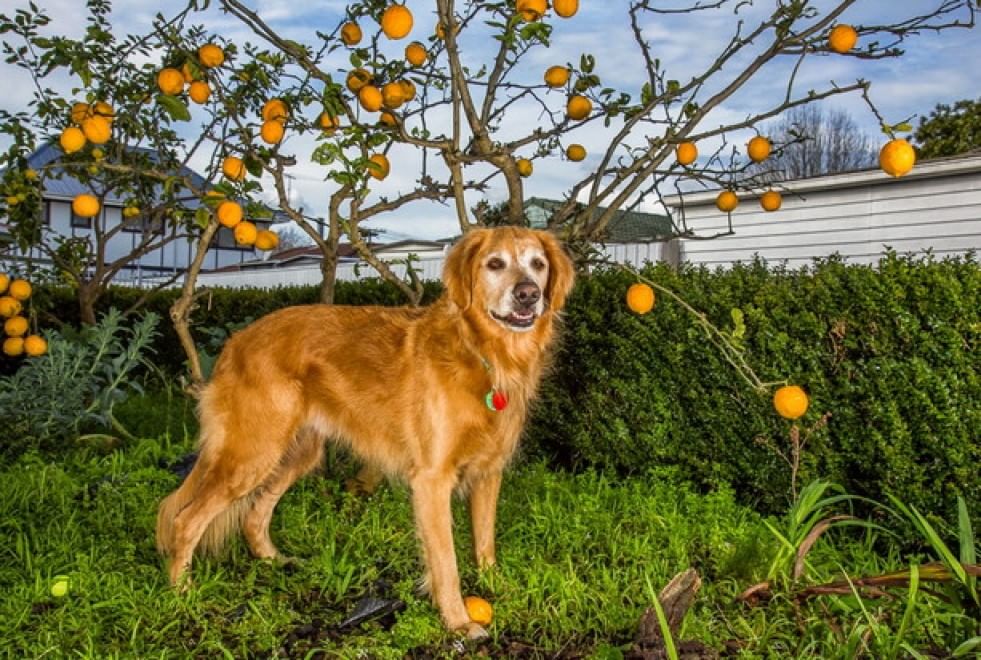 Lavori da cani: eroi a quattro zampe