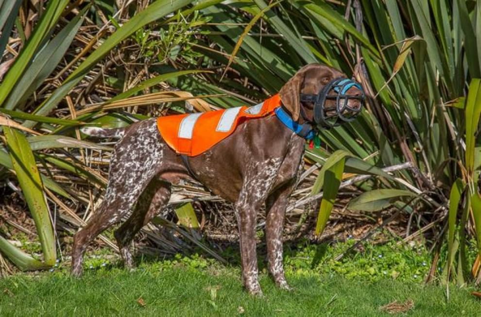 Lavori da cani: eroi a quattro zampe