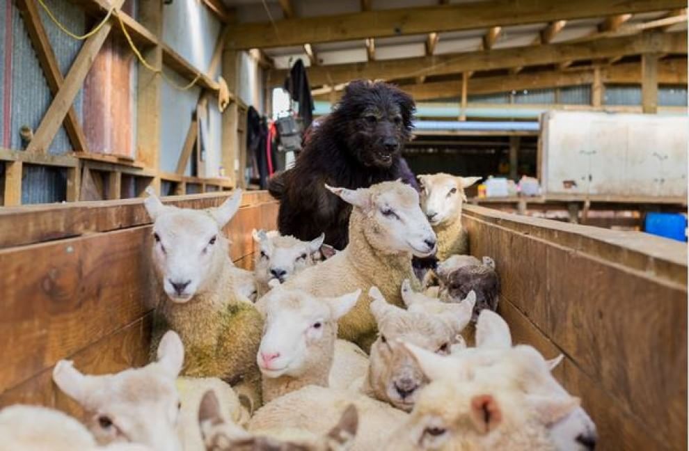 Lavori da cani: eroi a quattro zampe