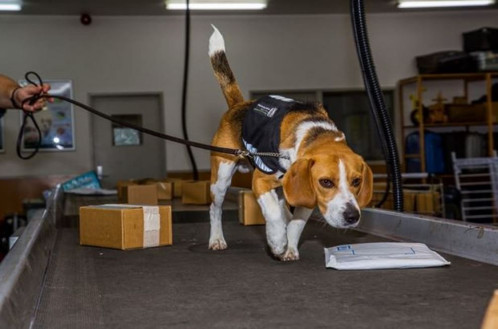 Lavori da cani: eroi a quattro zampe