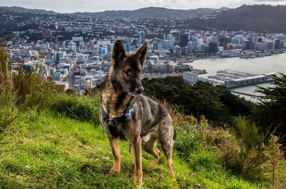 Lavori da cani: eroi a quattro zampe