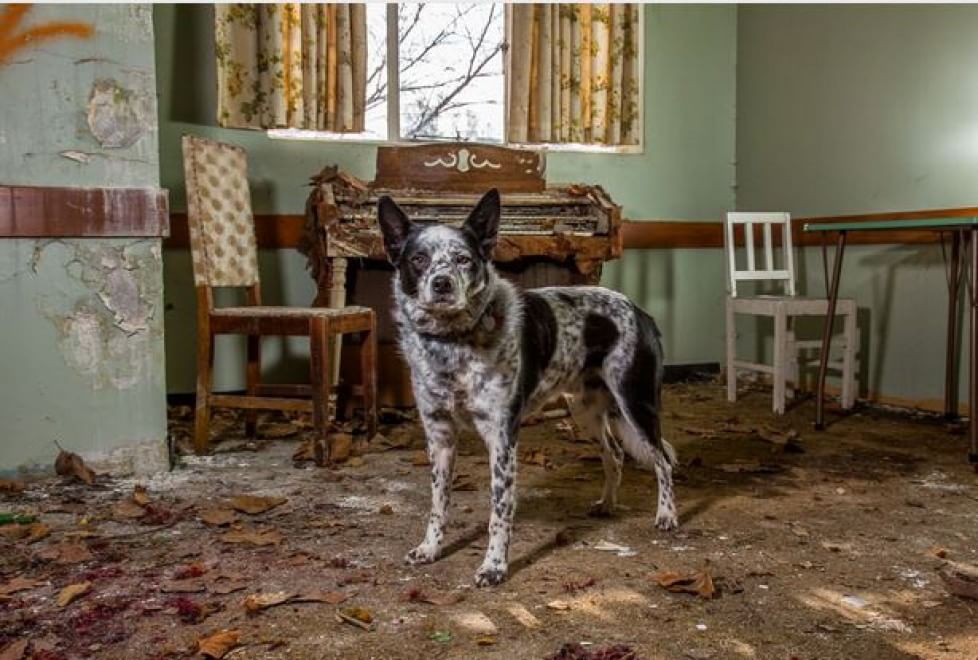 Lavori da cani: eroi a quattro zampe