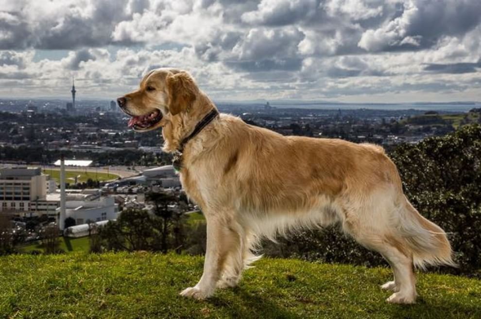 Lavori da cani: eroi a quattro zampe
