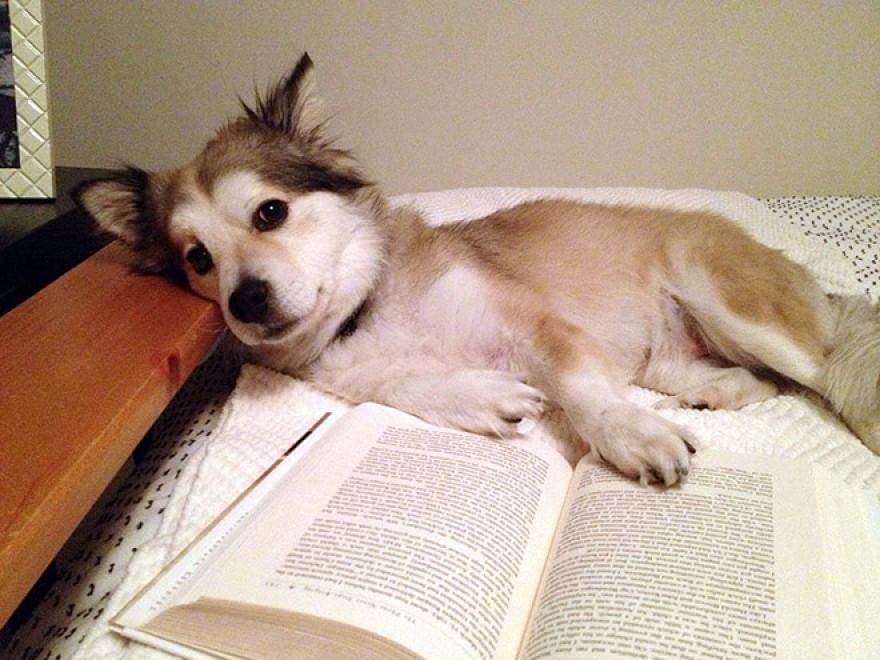 Cani e gatti, quando leggere &egrave; impossibile