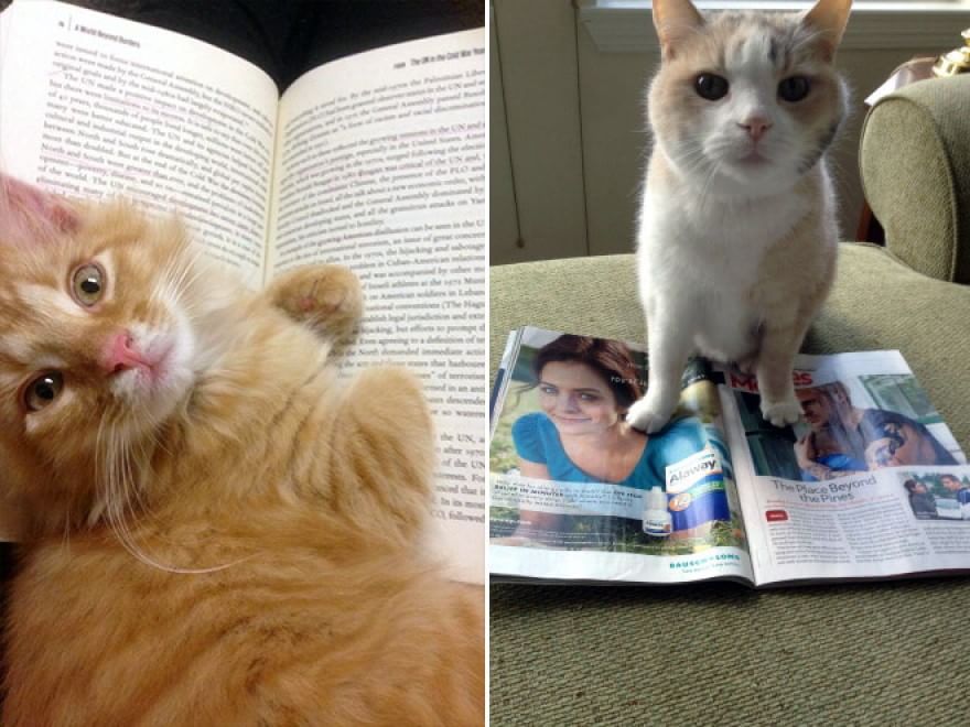 Cani e gatti, quando leggere &egrave; impossibile