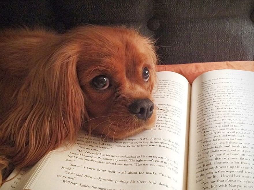 Cani e gatti, quando leggere &egrave; impossibile