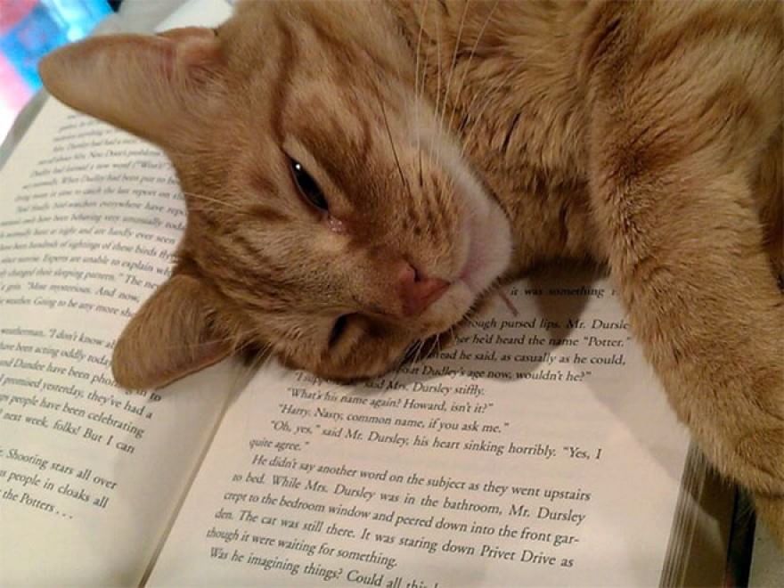 Cani e gatti, quando leggere &egrave; impossibile