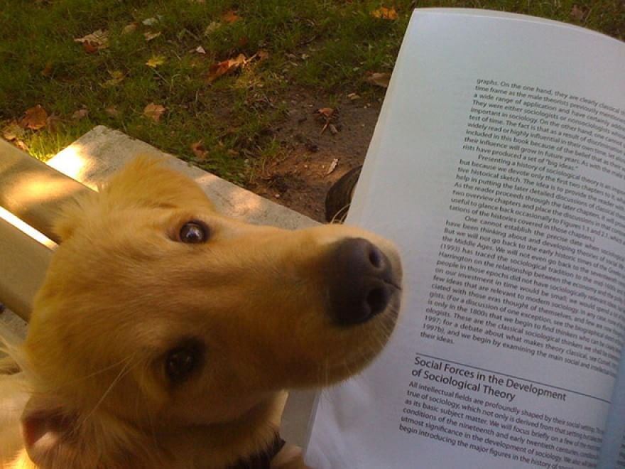 Cani e gatti, quando leggere &egrave; impossibile