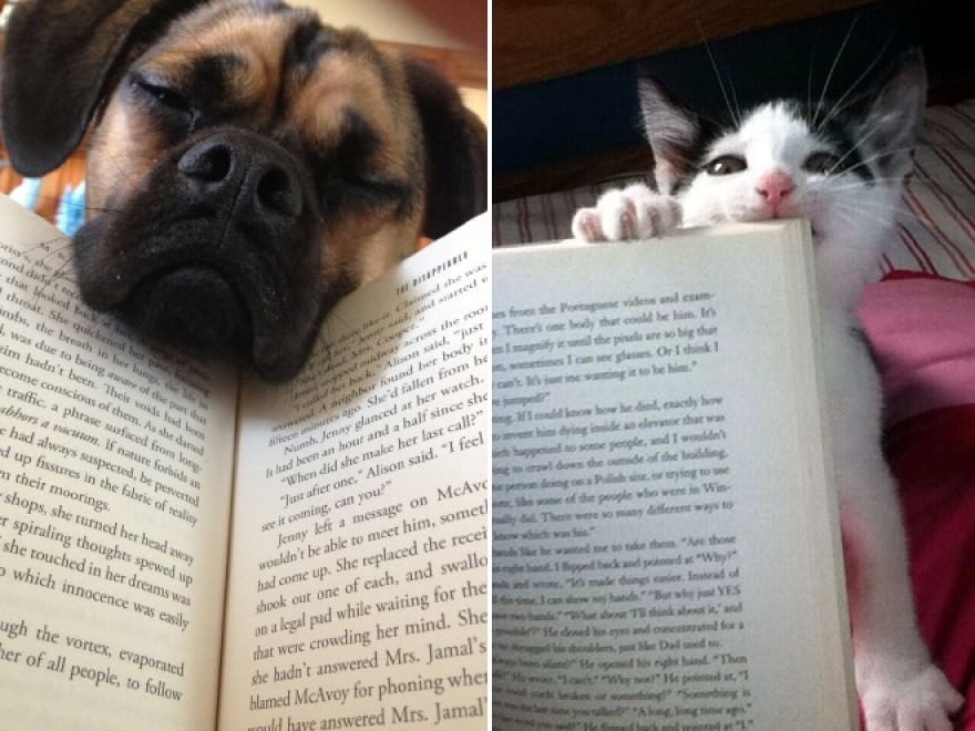 Cani e gatti, quando leggere &egrave; impossibile