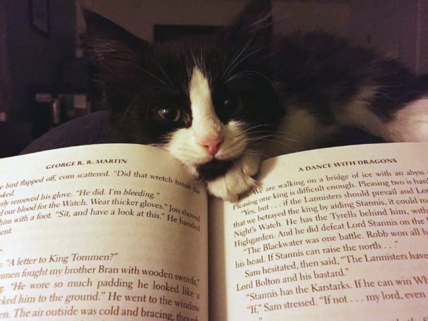 Cani e gatti, quando leggere &egrave; impossibile