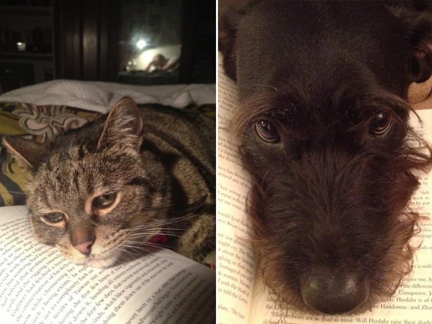 Cani e gatti, quando leggere &egrave; impossibile