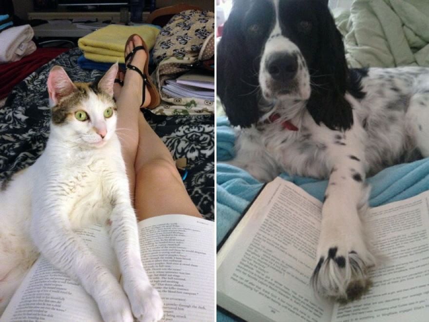 Cani e gatti, quando leggere &egrave; impossibile