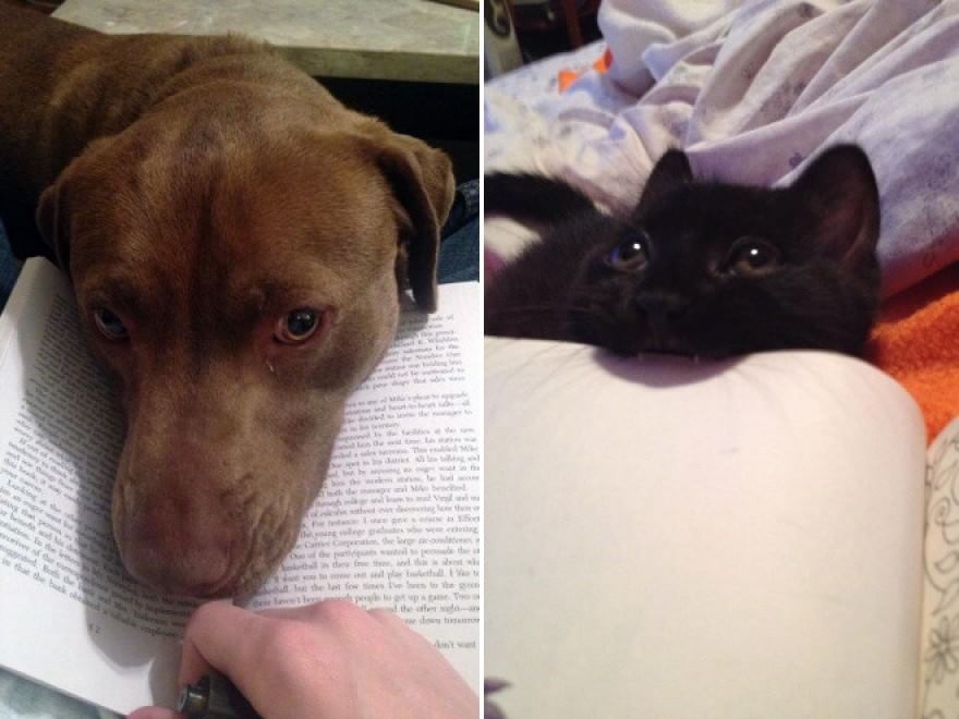 Cani e gatti, quando leggere &egrave; impossibile