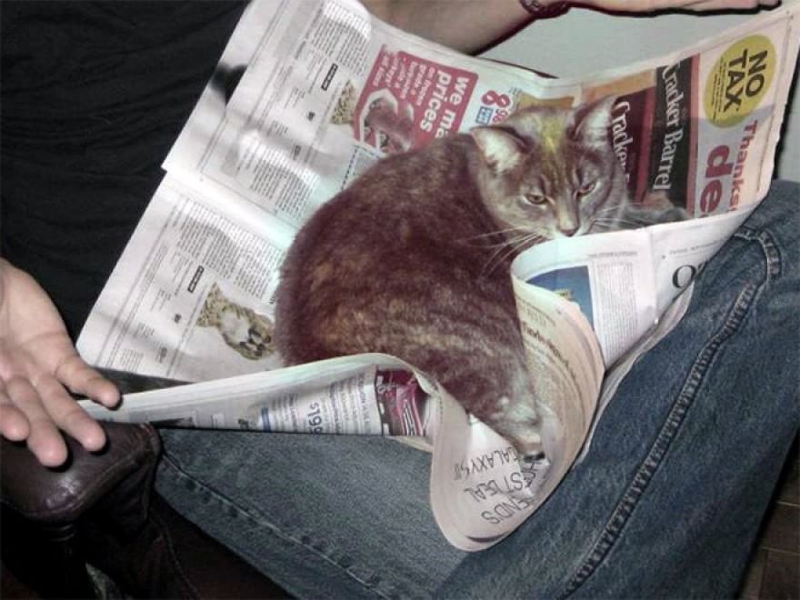 Cani e gatti, quando leggere &egrave; impossibile