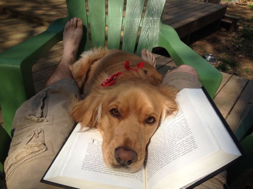 Cani e gatti, quando leggere &egrave; impossibile