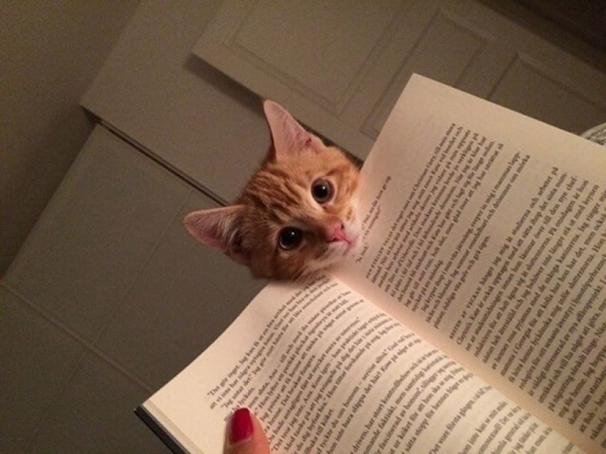 Cani e gatti, quando leggere &egrave; impossibile