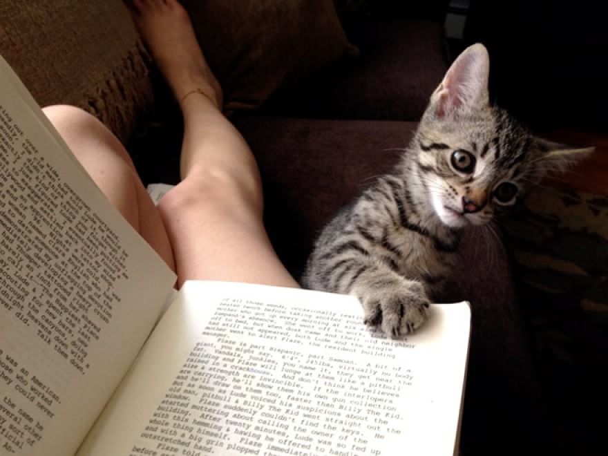 Cani e gatti, quando leggere &egrave; impossibile
