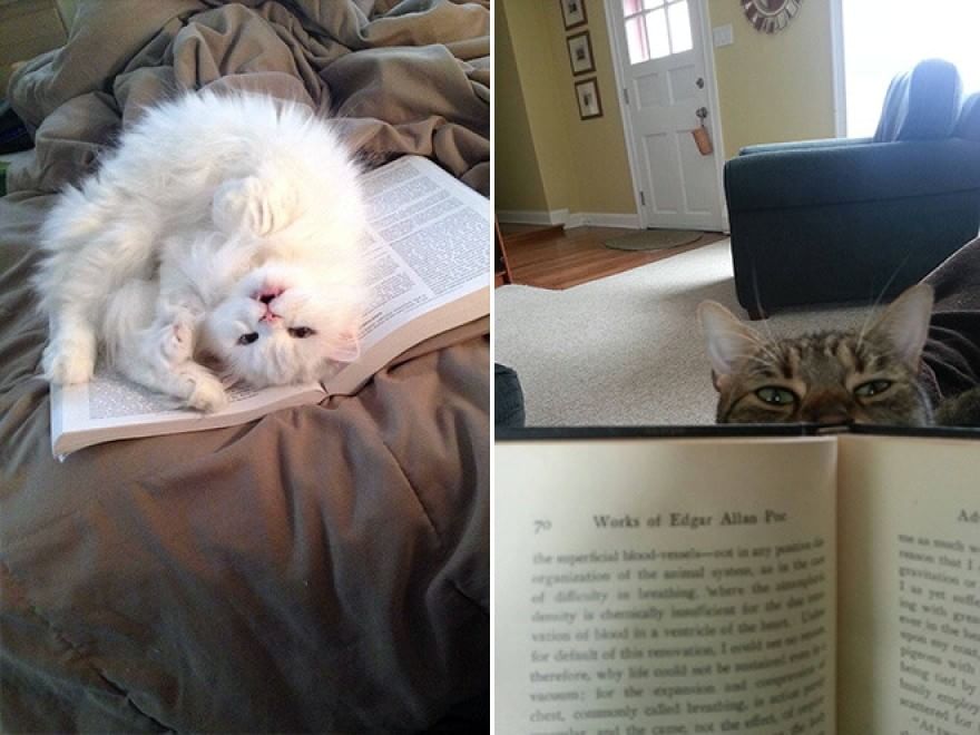 Cani e gatti, quando leggere &egrave; impossibile