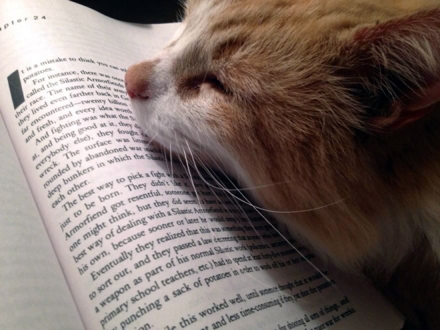 Cani e gatti, quando leggere &egrave; impossibile