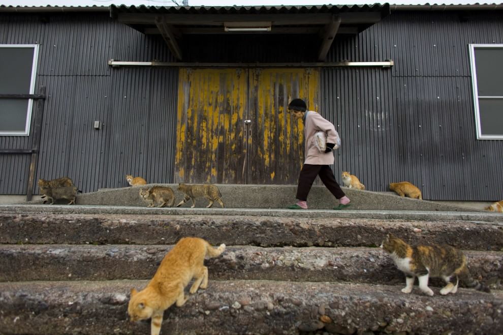 Giappone: l'isola dei gatti