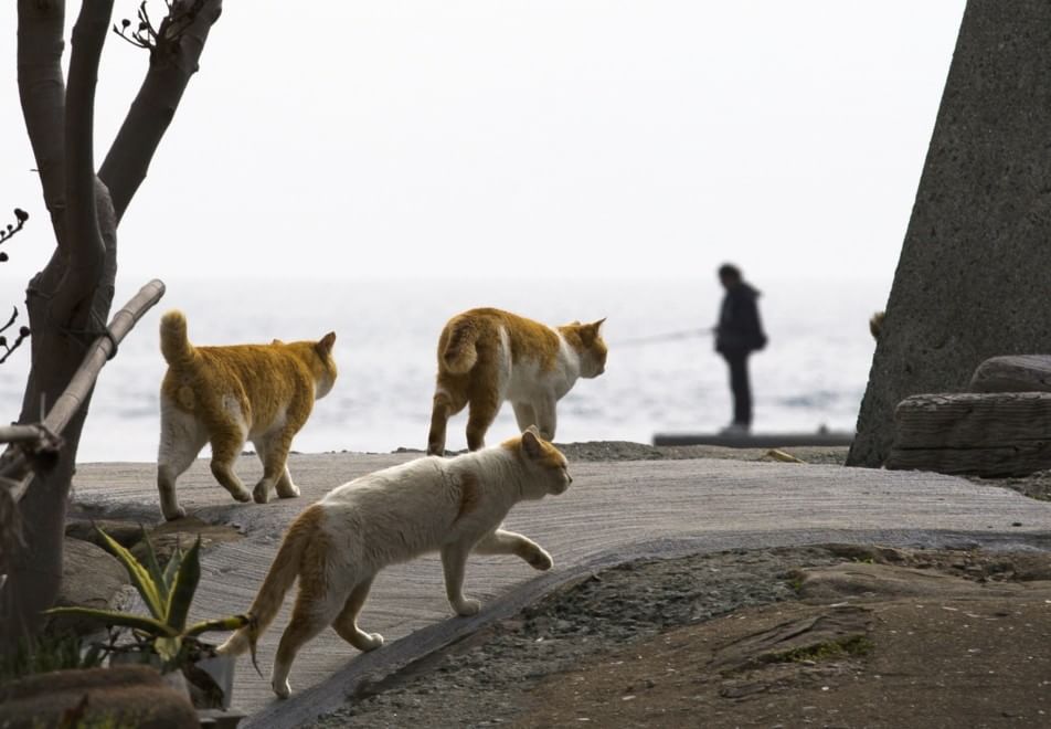Giappone: l'isola dei gatti