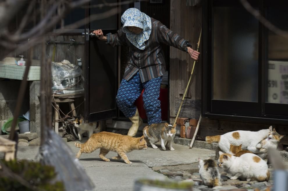 Giappone: l'isola dei gatti
