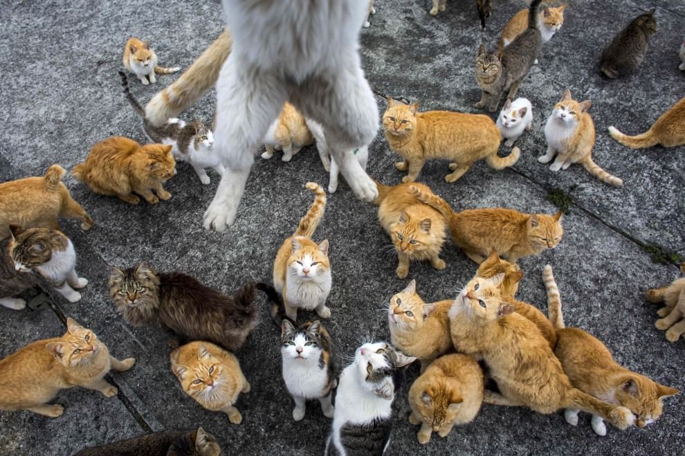 Giappone: l'isola dei gatti