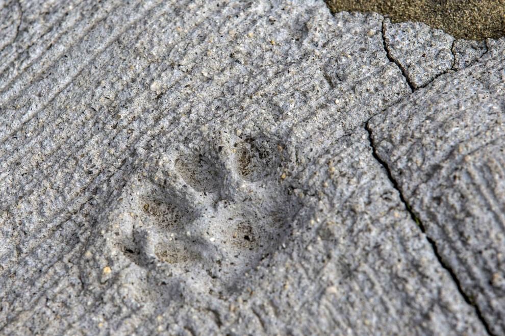 Giappone: l'isola dei gatti
