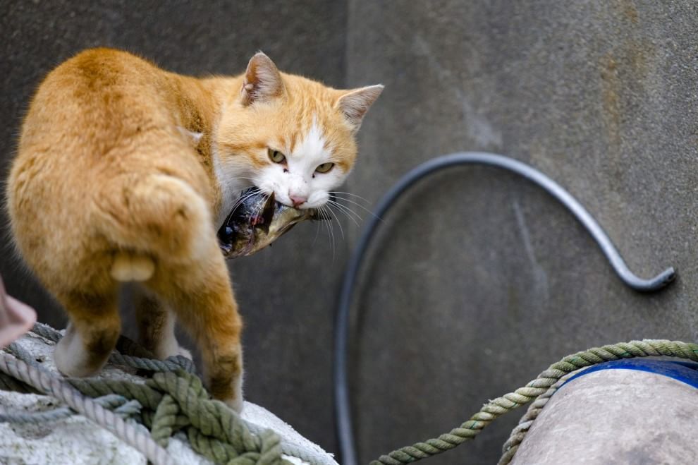 Giappone: l'isola dei gatti