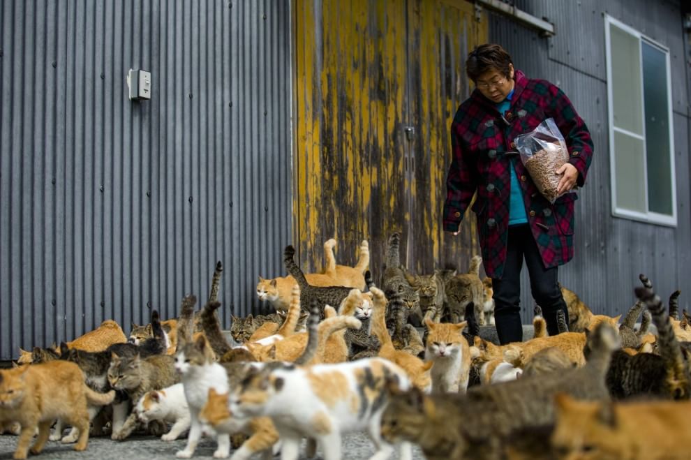 Giappone: l'isola dei gatti